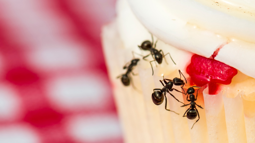 How To Get Rid Of Ants In Kitchen