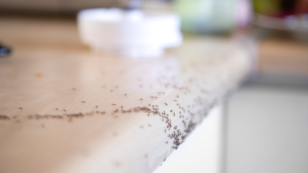 How To Get Rid Of Ants In Kitchen