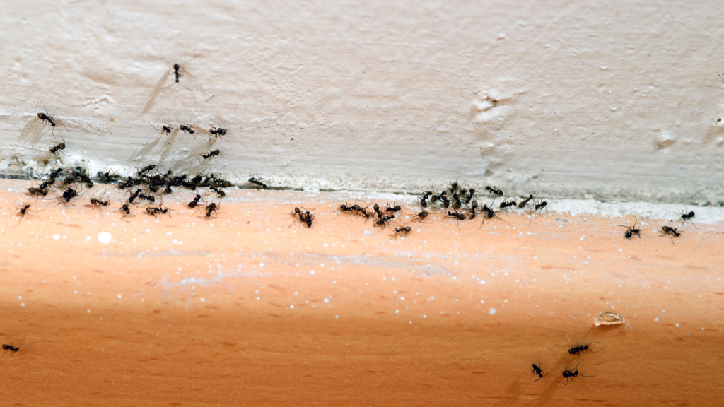 ants on floor of the kitchen